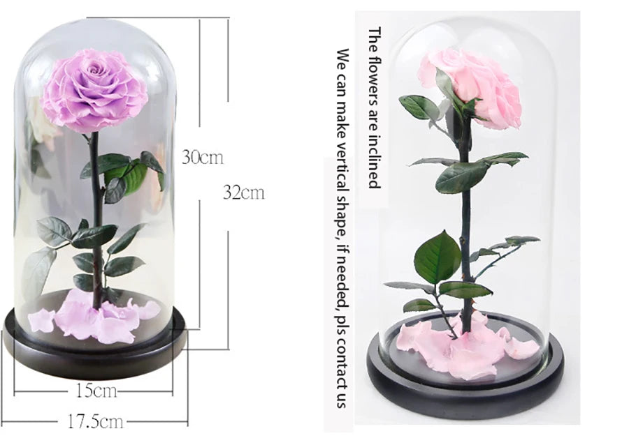 Large Preserved Fresh Rose in Glass